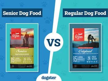 Senior Dog Food vs Regular: The Differences, Pros & Cons
