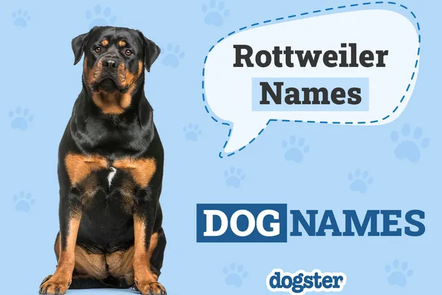 150+ Rottweiler Names: Popular & Strong Ideas for Your Rottie