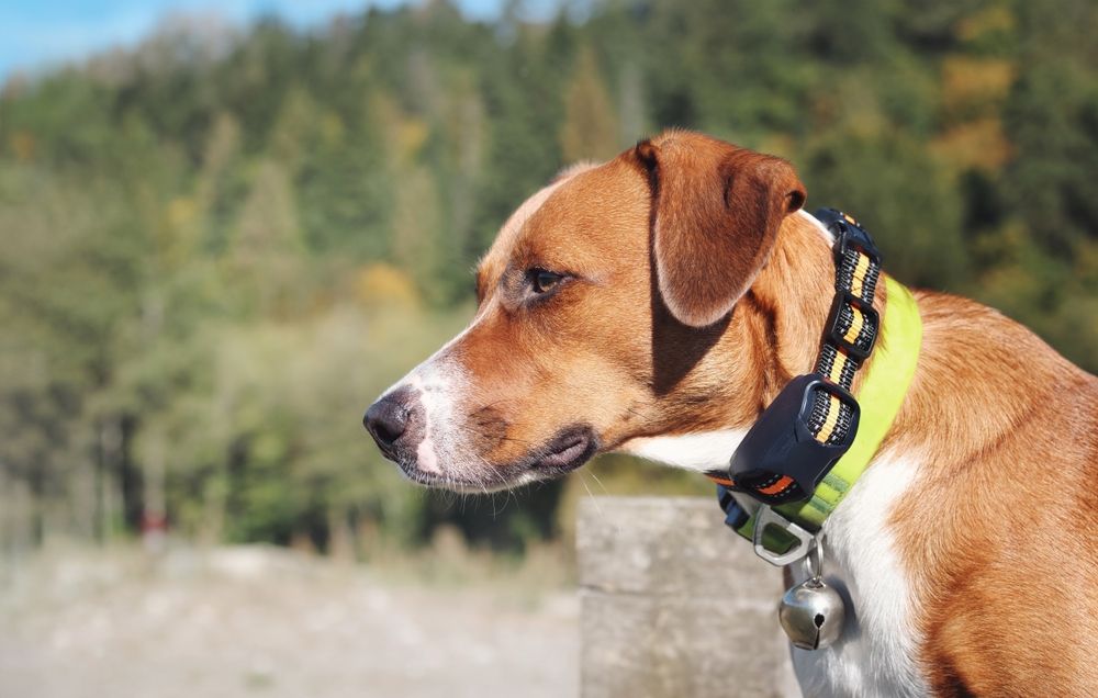 dog with training collar