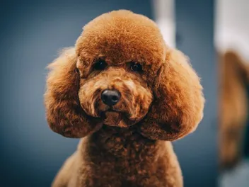15 Teddy Bear Dog Breeds: Info, Pictures & History