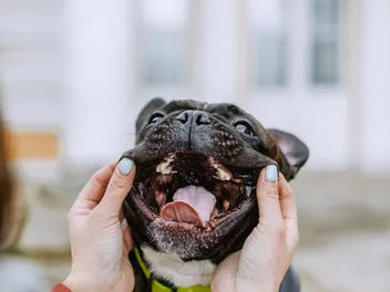 Do Dogs Have Uvulas? Vet Reviewed Dog Anatomy