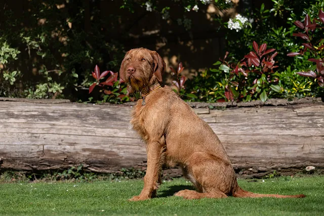 Hungarian Wirehaired Vizsla: Info, Pictures, Facts & Traits