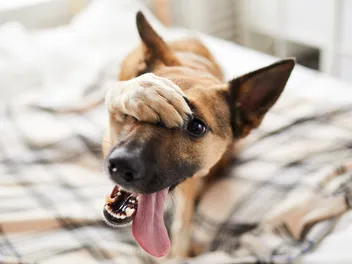 Do Dogs Get Embarrassed? Vet-Verified Canine Behavior