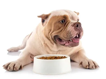 8 Best Dog Foods for American Bullies in 2026 - Reviews & Top Picks