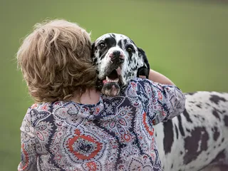 Why Do Great Danes Bury Their Heads? 8 Vet-Verified Reasons