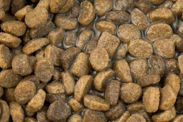 Can You Add Water to Dry Dog Food? Vet-Approved Benefits & Tips