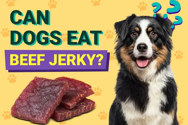 Can Dogs Eat Beef Jerky? Vet-Approved Feeding & Health Facts