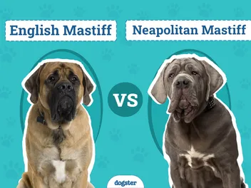 English Mastiff vs Neapolitan Mastiff: Key Differences (With Pictures)