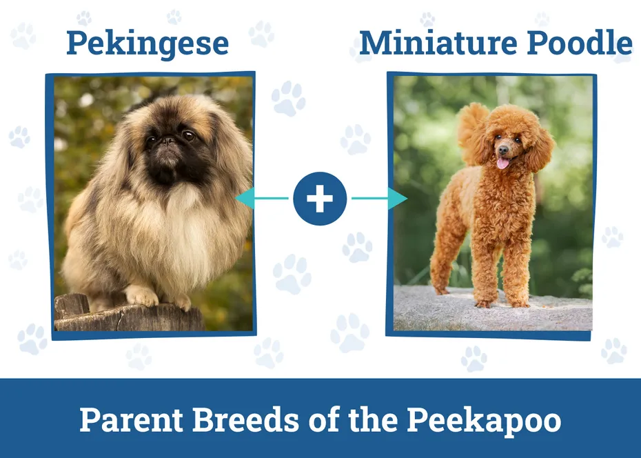 Parent Breeds of the Peekapoo