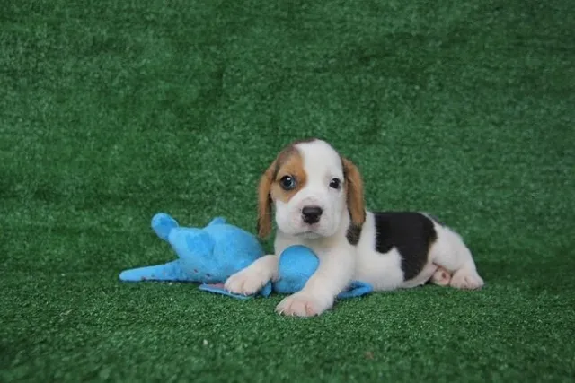 How to Potty Train a Beagle Puppy: 7 Vet-Verified Steps