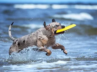 8 Dog Friendly Day Trip Ideas: Fun Canine Adventures