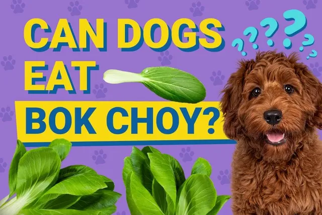 Can Dogs Eat Bok Choy? Vet-Verified Health Facts & FAQ