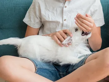 My Dog Bit My Child: 7 Vet-Approved Steps to Take