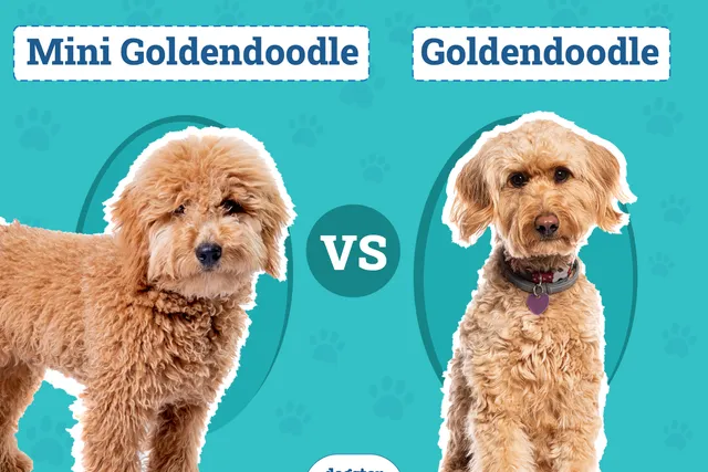 Mini Goldendoodle vs Goldendoodle: Differences Explained (With Pictures)