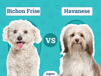 Bichon Frise vs Havanese: The Key Differences (With Pictures)