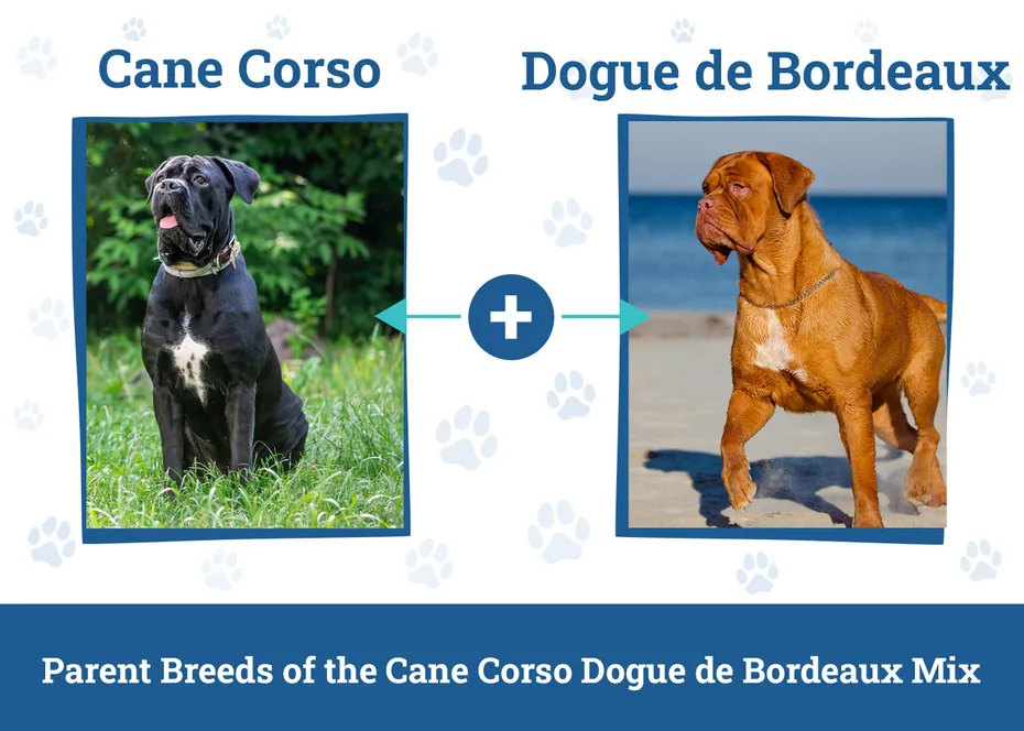 Parent Breeds of the Cane Corso Dogue de Bordeaux Mix