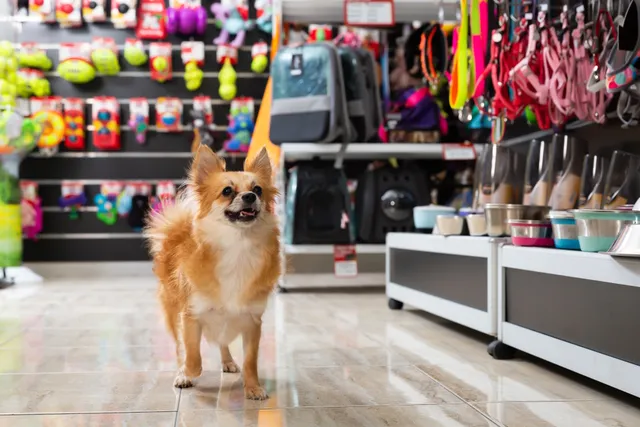 33 Cool Dog Products You Can Grab Today (2026 Guide)