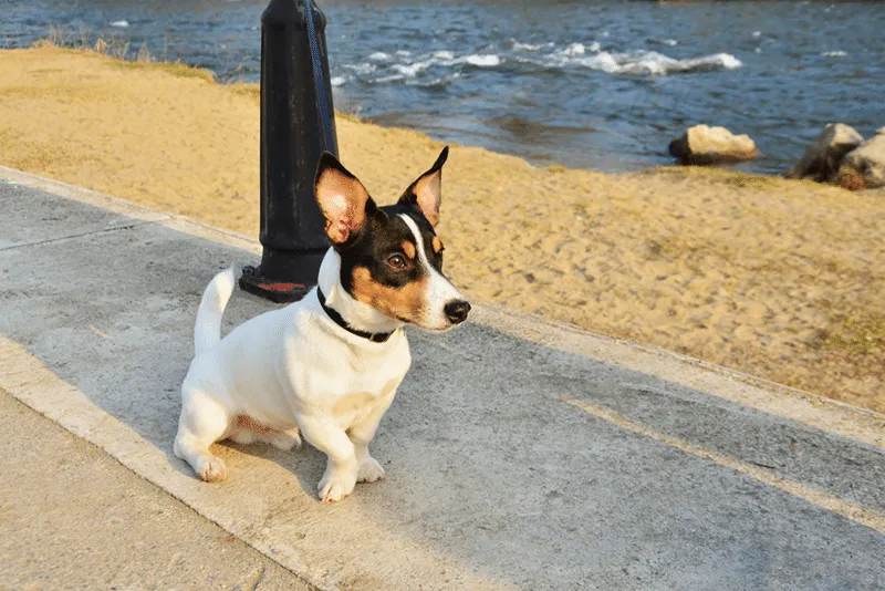 Toy fox terrier dog sitting