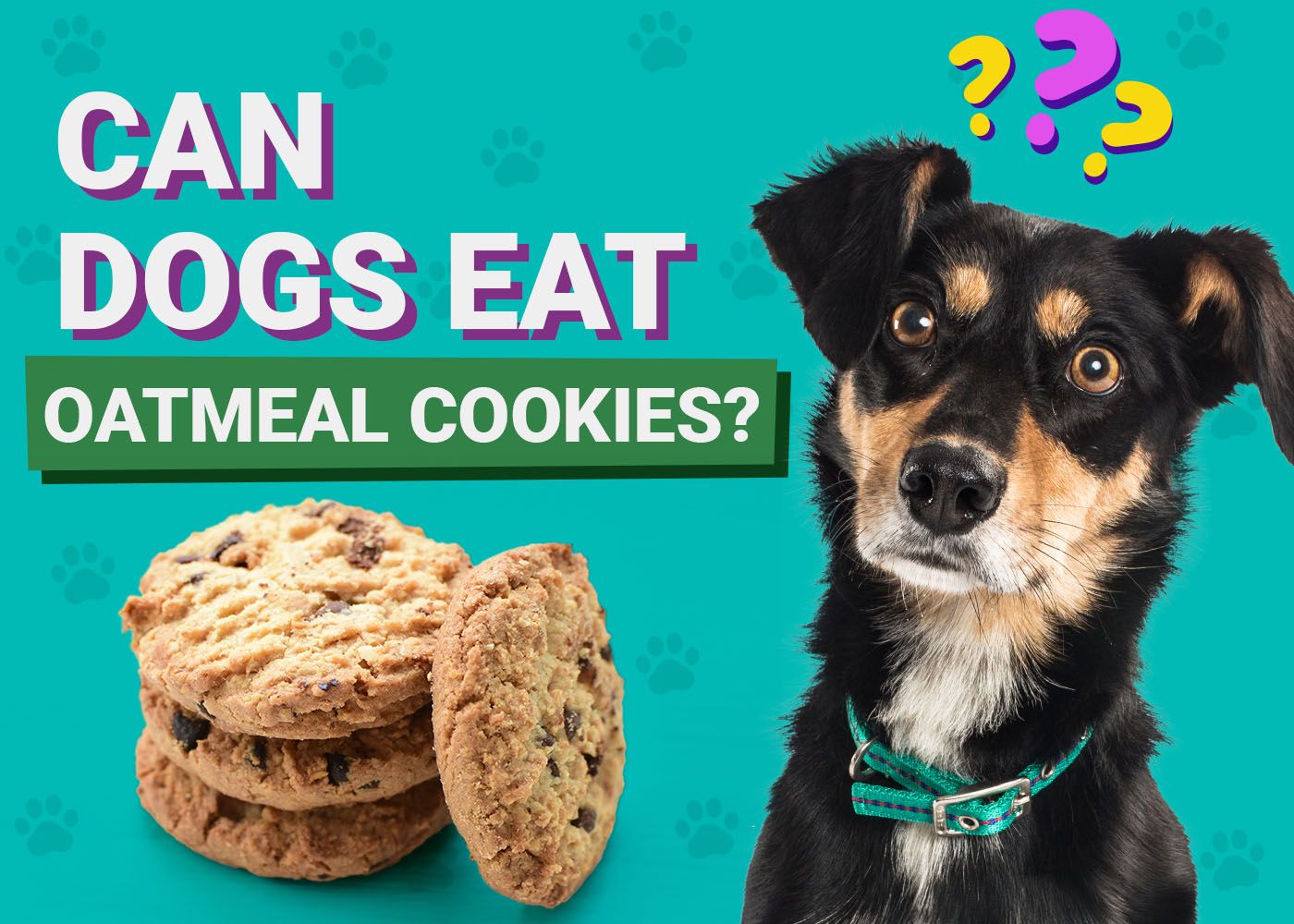 Dogster-Can-Dogs-Eat-Oatmeal Cookies