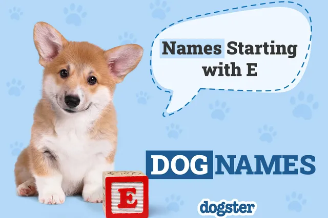120+ Dog Names Starting With E for Your Energetic Pup