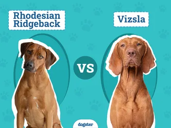 Rhodesian Ridgeback vs. Vizsla: Main Differences (With Pictures)