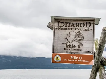 Poodles in the Iditarod: A Fascinating History