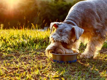 9 Best Dog Foods for Schnauzers in 2026: Vet-Approved Reviews & Top Picks