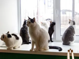 Were Dogs or Cats Domesticated First? History of Pets
