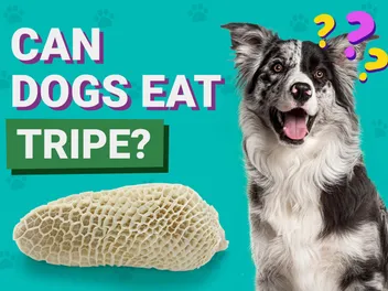 Can Dogs Eat Tripe? Vet-Reviewed Dietary Guidance
