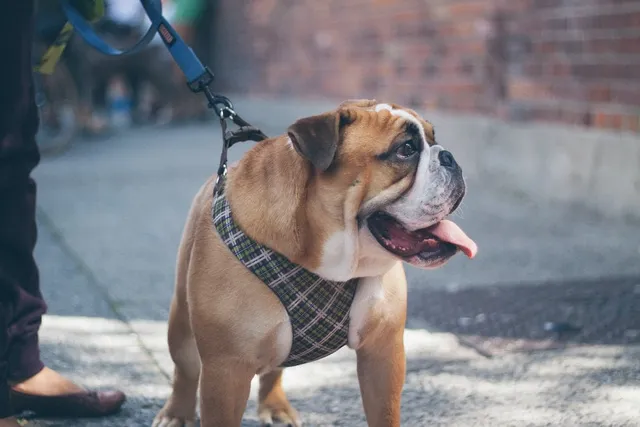10 DIY Dog Harness Plans You Can Make Today (With Pictures)