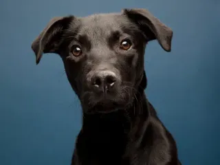 Why Are Black Dogs Less Likely to Be Adopted? Vet-Verified Facts & How You Can Help