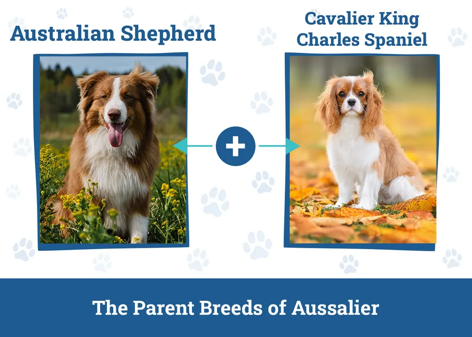 Parent Breeds of Aussalier