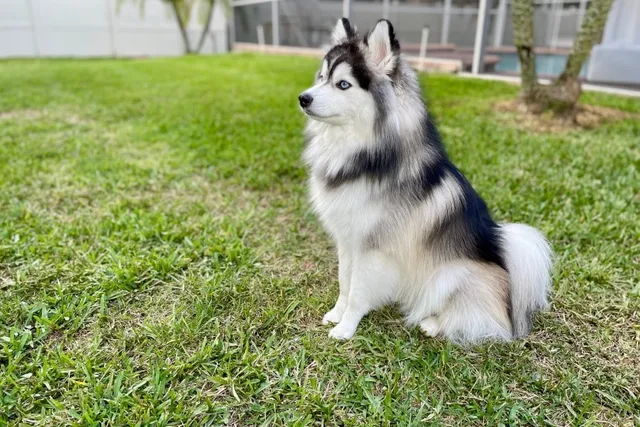 Pomsky (Pomeranian & Husky Mix) Dog Breed: Info, Pictures, Care & Traits