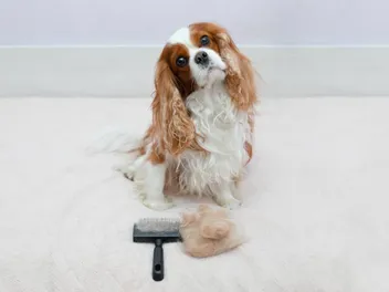 Does a Cavalier King Charles Spaniel Shed a Lot? Vet-Verified Tips, Maintenance & FAQ