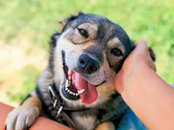 17 Most Affectionate Dog Breeds: Info, Pictures & Origins