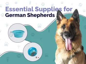 25 Essential German Shepherd Supplies to Get You Started: 2026 Update