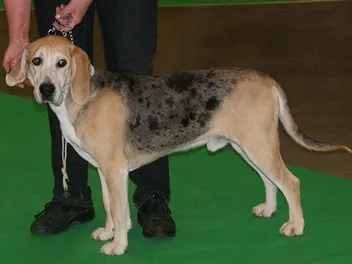 Dunker Dog Breed: Info, Pictures, Care & More