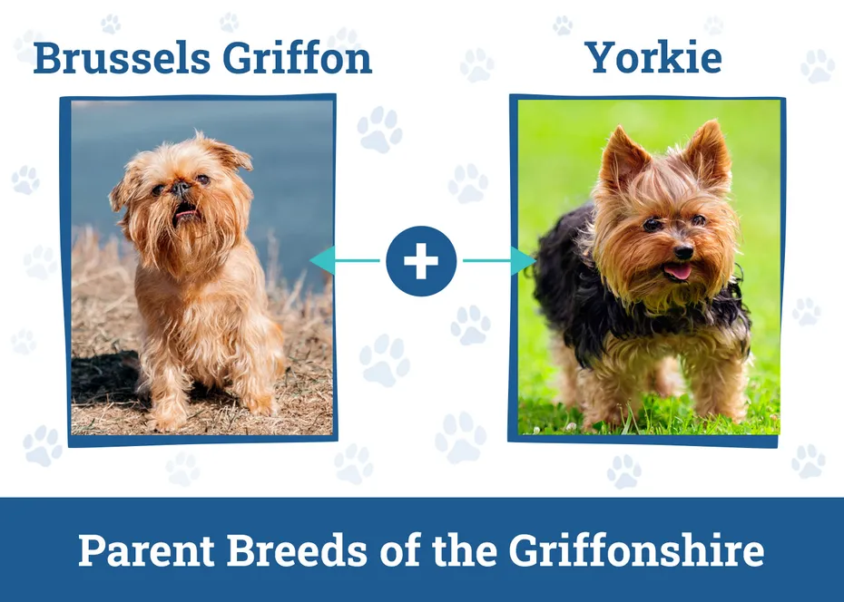 Parent Breeds of the Griffonshire