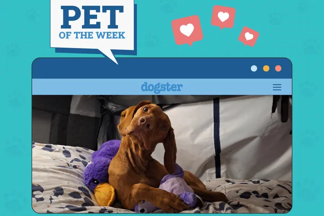 Dogster Photo Contest: Dogs of the Week Winners (September 11, 2025)