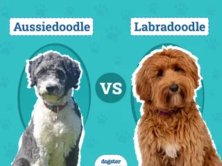 Aussiedoodle vs Labradoodle: Key Differences (With Pictures)