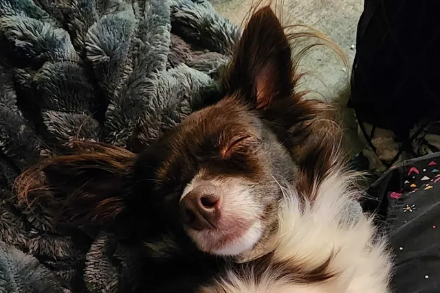 Do Dogs Dream? What I Imagine Penny Dreams About