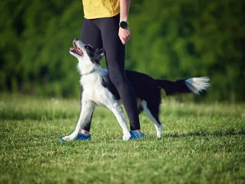 How to Train a Border Collie: 15 Vet-Approved Tips & Tricks