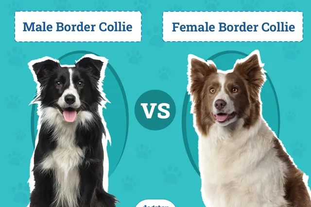 Male vs Female Border Collies: Vet-Reviewed Differences (With Pictures)