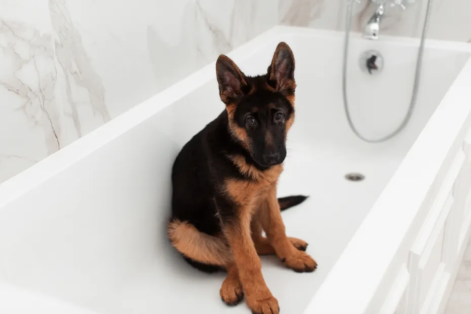 German Shepherd puppy in a bathtub