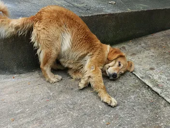 Why Do Dogs Rub Their Faces on the Ground? 4 Vet-Reviewed Reasons