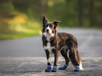 8 Best Dog Boots for Hot Pavements in 2026 - Reviews & Top Picks