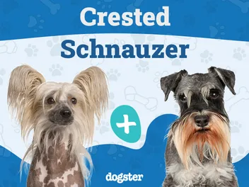 Crested Schnauzer Dog Breed: Info, Pictures, Care & More