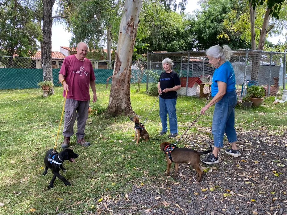 Lucky Dog Çevresinde gönüllülerle köpekler mutlu