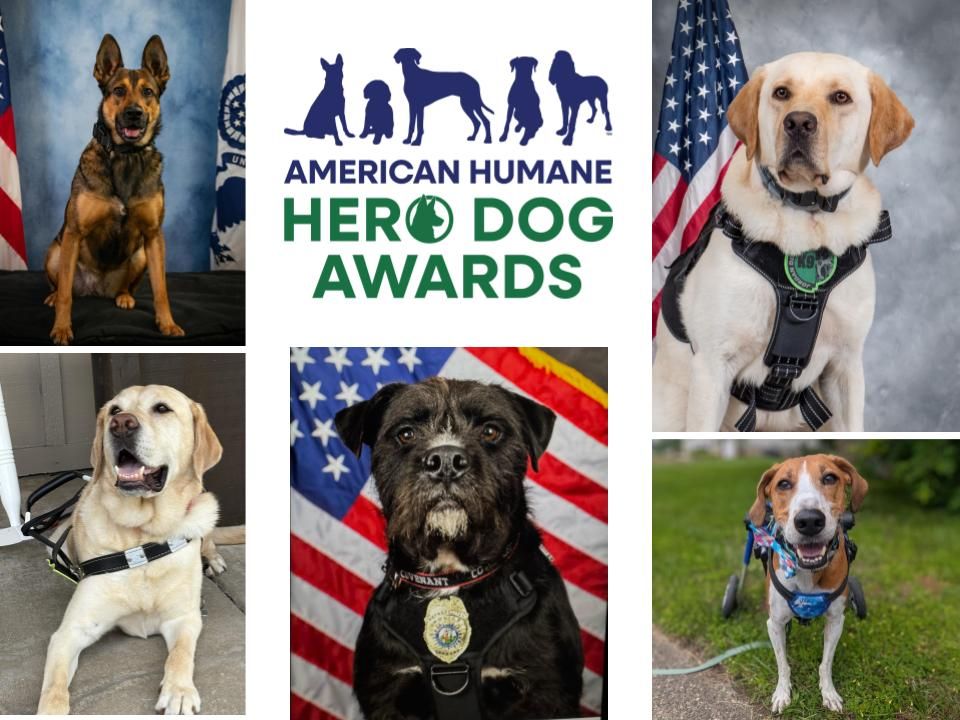 American Humane Hero Dog Awards©
