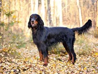 Gordon Setter: Info, Pictures, Facts & Traits